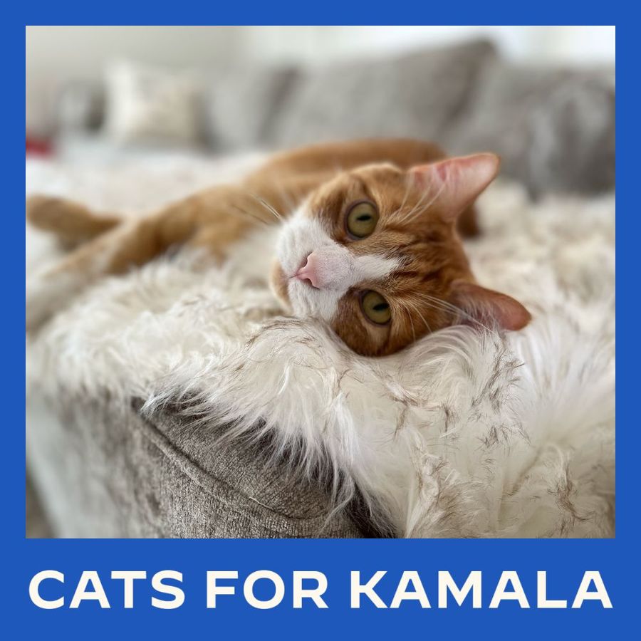  A tabby cat with white paws and white jaws lies on a fluffy white blanket and stares directly at camera.